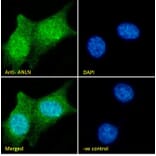 Immunofluorescence - Anti-Anillin Antibody (A84226) - Antibodies.com