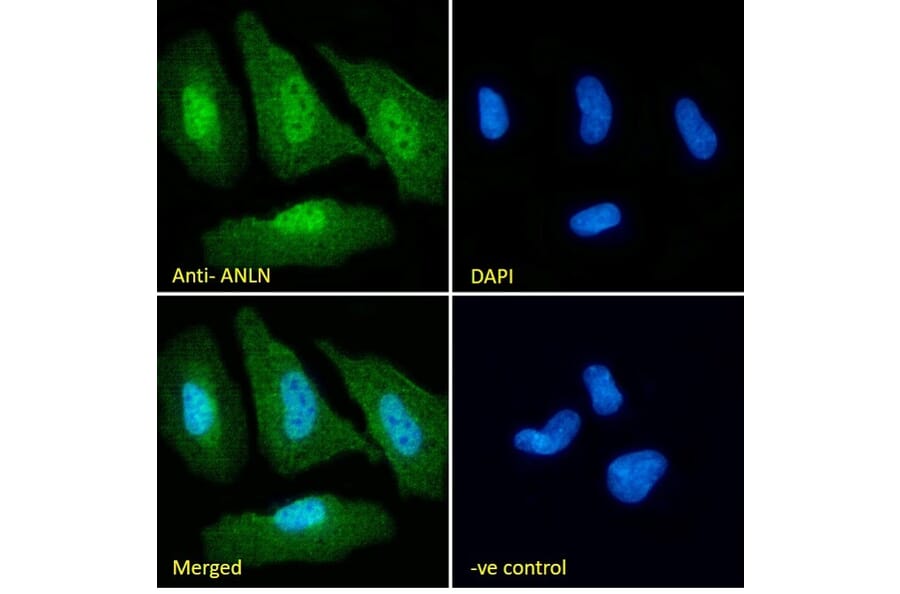 Immunofluorescence - Anti-Anillin Antibody (A84226) - Antibodies.com
