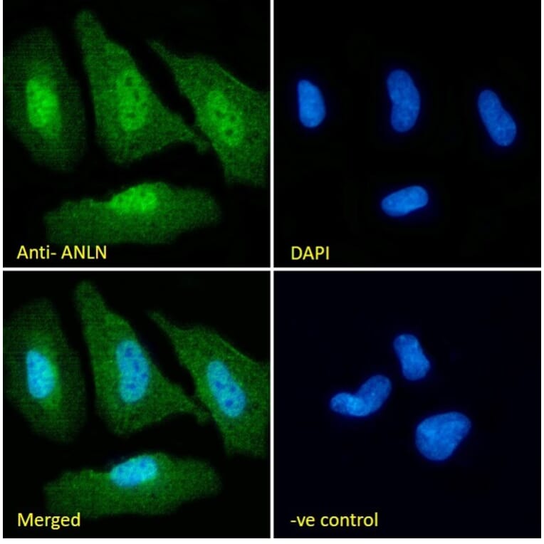 Immunofluorescence - Anti-Anillin Antibody (A84226) - Antibodies.com