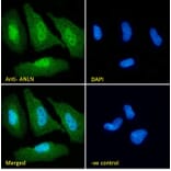 Immunofluorescence - Anti-Anillin Antibody (A84226) - Antibodies.com
