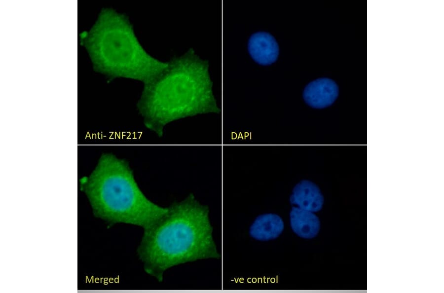 Immunofluorescence - Anti-ZNF217 Antibody (A84227) - Antibodies.com