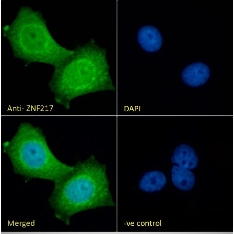 Immunofluorescence - Anti-ZNF217 Antibody (A84227) - Antibodies.com