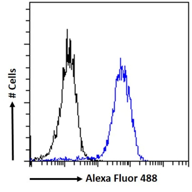 Flow Cytometry - Anti-ZNF217 Antibody (A84227) - Antibodies.com