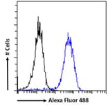 Flow Cytometry - Anti-ZNF217 Antibody (A84227) - Antibodies.com