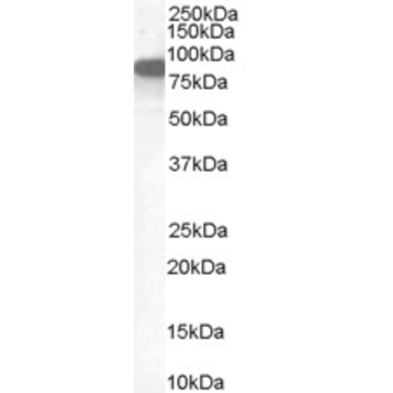 Western Blot - Anti-Ezrin Antibody (A84228) - Antibodies.com
