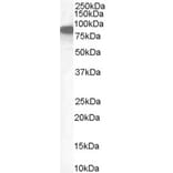 Western Blot - Anti-Ezrin Antibody (A84228) - Antibodies.com