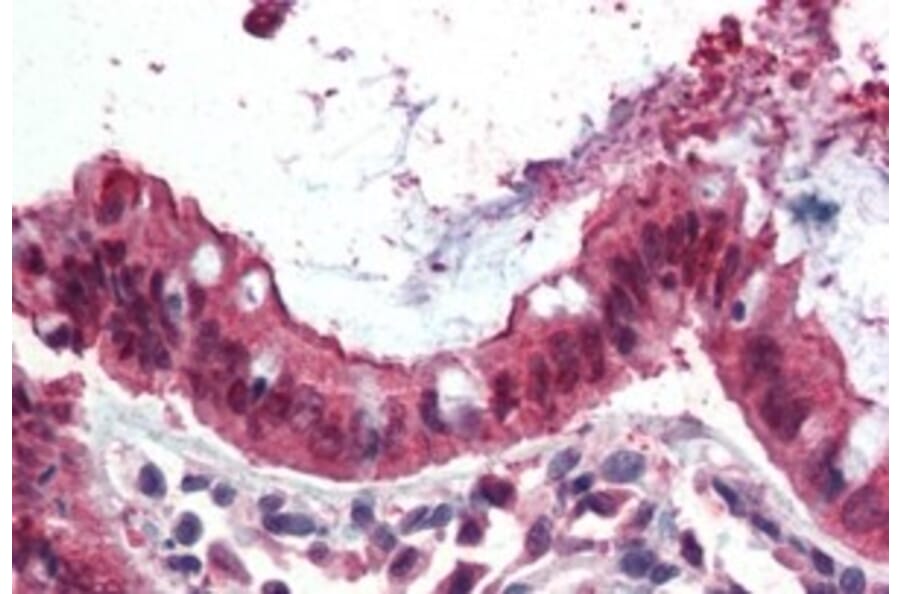 Immunohistochemistry - Anti-Ezrin Antibody (A84228) - Antibodies.com