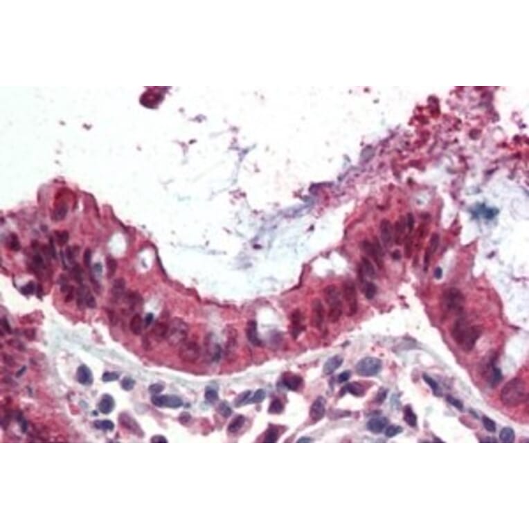 Immunohistochemistry - Anti-Ezrin Antibody (A84228) - Antibodies.com