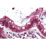 Immunohistochemistry - Anti-Ezrin Antibody (A84228) - Antibodies.com