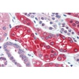 Immunohistochemistry - Anti-Ezrin Antibody (A84228) - Antibodies.com