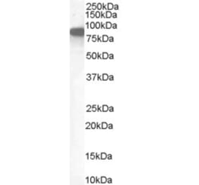 Western Blot - Anti-EZRIN Antibody (A84228)