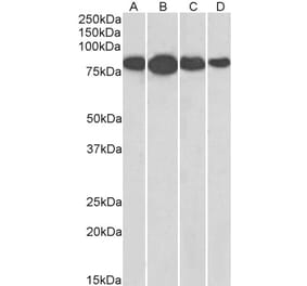 Western Blot - Anti-RDX Antibody (A84229) - Antibodies.com