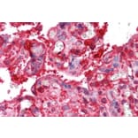 Immunohistochemistry - Anti-Radixin/RDX Antibody (A84229) - Antibodies.com