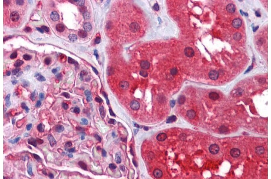 Immunohistochemistry - Anti-Radixin/RDX Antibody (A84229) - Antibodies.com