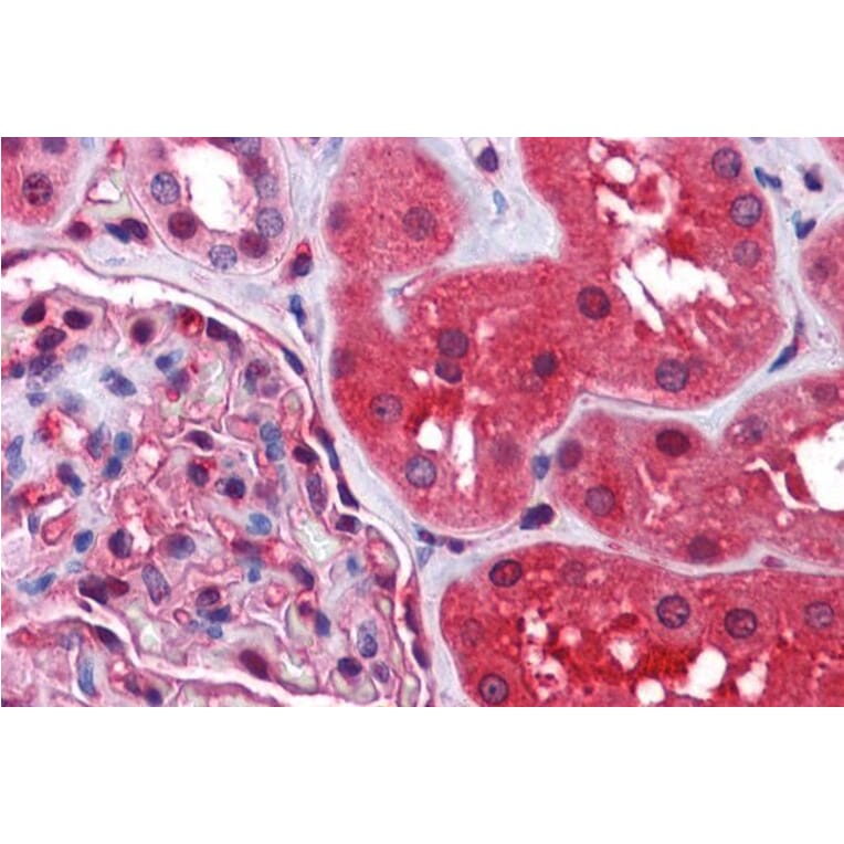 Immunohistochemistry - Anti-Radixin/RDX Antibody (A84229) - Antibodies.com