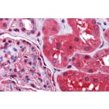 Immunohistochemistry - Anti-Radixin/RDX Antibody (A84229) - Antibodies.com
