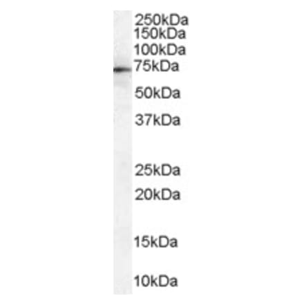 Western Blot - Anti-Moesin Antibody (A84230) - Antibodies.com