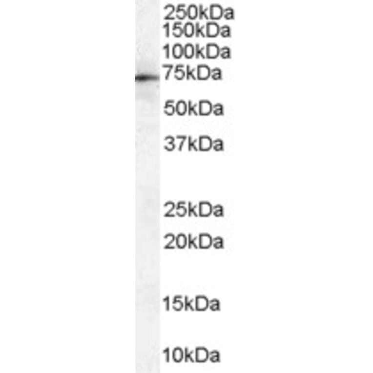 Western Blot - Anti-Moesin Antibody (A84230) - Antibodies.com