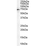 Western Blot - Anti-Moesin Antibody (A84230) - Antibodies.com