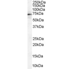 Western Blot - Anti-MSN Antibody (A84230) - Antibodies.com