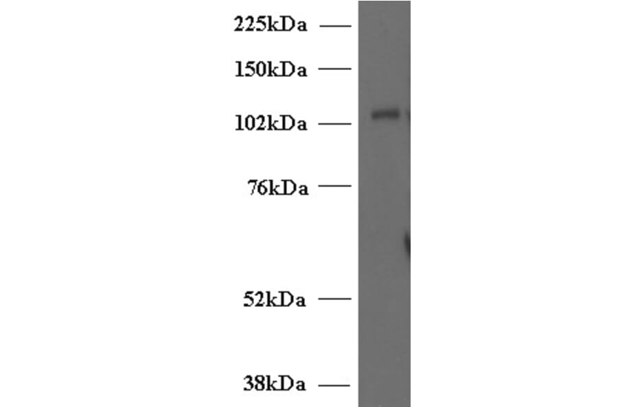 Western Blot - Anti-Munc 13-4 Antibody (A84232) - Antibodies.com