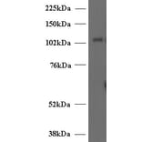 Western Blot - Anti-Munc 13-4 Antibody (A84232) - Antibodies.com