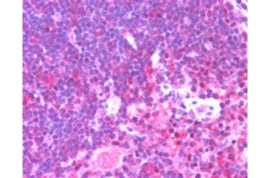 Immunohistochemistry - Anti-Munc 13-4 Antibody (A84232) - Antibodies.com