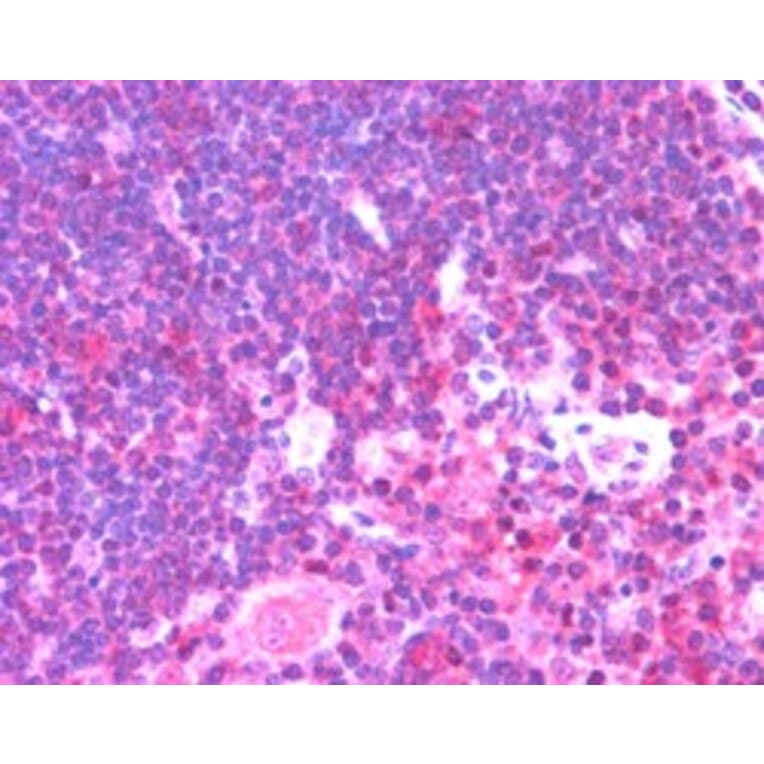 Immunohistochemistry - Anti-Munc 13-4 Antibody (A84232) - Antibodies.com