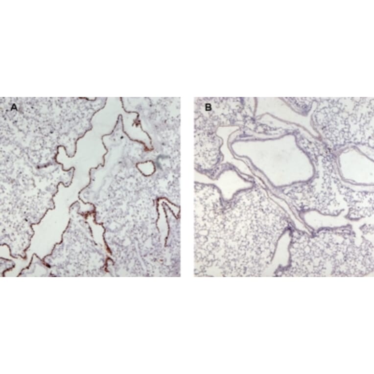 Immunohistochemistry - Anti-Munc 13-4 Antibody (A84232) - Antibodies.com