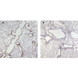 Immunohistochemistry - Anti-Munc 13-4 Antibody (A84232) - Antibodies.com