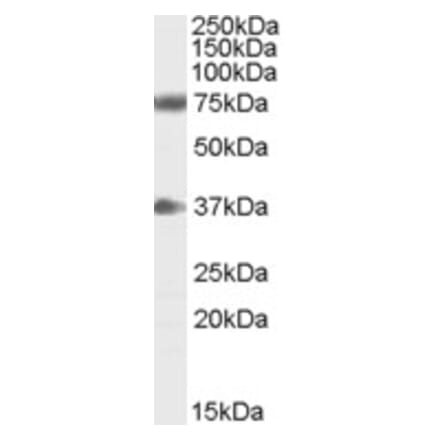 Western Blot - Anti-NRG3 Antibody (A84234) - Antibodies.com