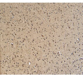 Immunohistochemistry - Anti-Gbx2 Antibody (A84236) - Antibodies.com