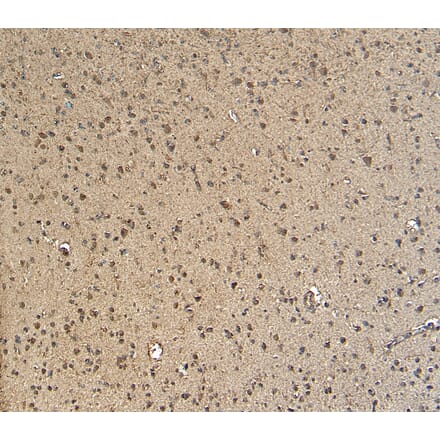 Immunohistochemistry - Anti-Gbx2 Antibody (A84236) - Antibodies.com