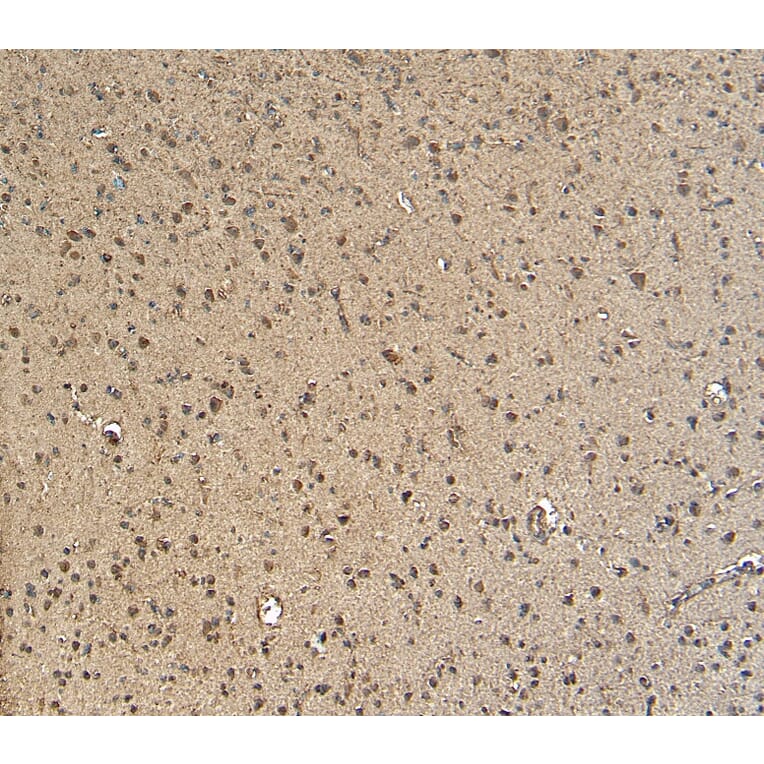 Immunohistochemistry - Anti-Gbx2 Antibody (A84236) - Antibodies.com