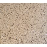 Immunohistochemistry - Anti-Gbx2 Antibody (A84236) - Antibodies.com