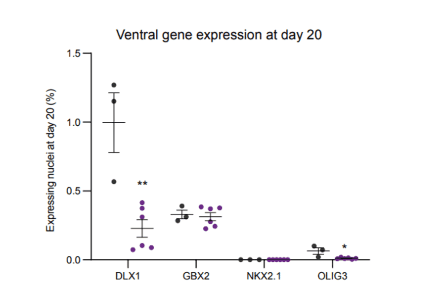 Immunohistochemistry - Anti-Gbx2 Antibody - Antibodies.com