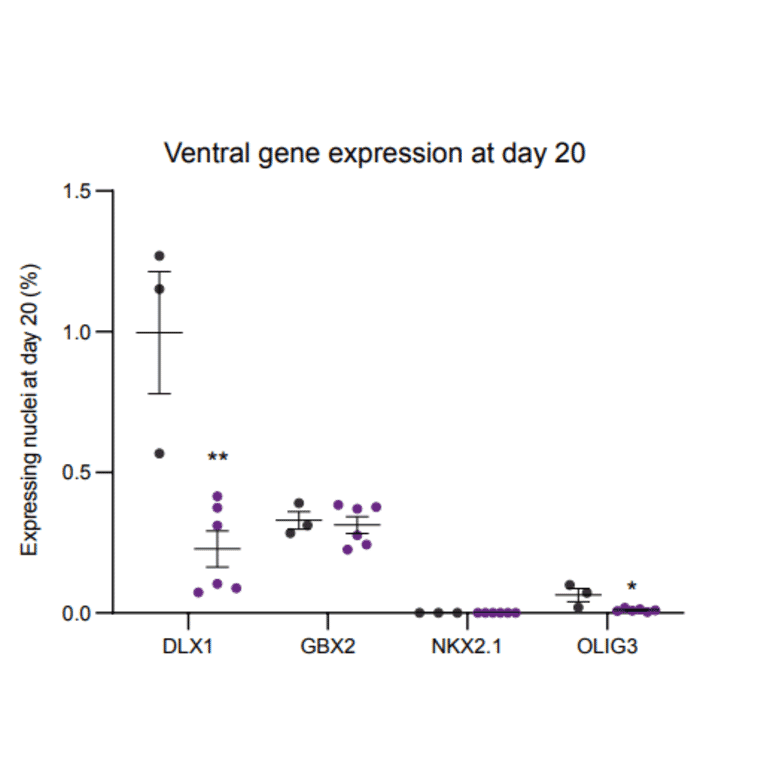 Immunohistochemistry - Anti-Gbx2 Antibody - Antibodies.com