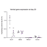 Immunohistochemistry - Anti-Gbx2 Antibody - Antibodies.com