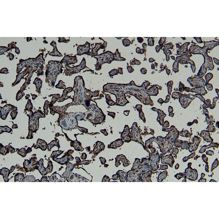 Immunohistochemistry - Anti-Gbx2 Antibody (A84236) - Antibodies.com