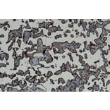 Immunohistochemistry - Anti-Gbx2 Antibody (A84236) - Antibodies.com