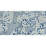 Immunohistochemistry - Anti-Gbx2 Antibody (A84236) - Antibodies.com