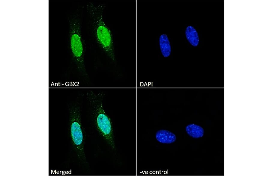 Immunofluorescence - Anti-Gbx2 Antibody (A84236) - Antibodies.com