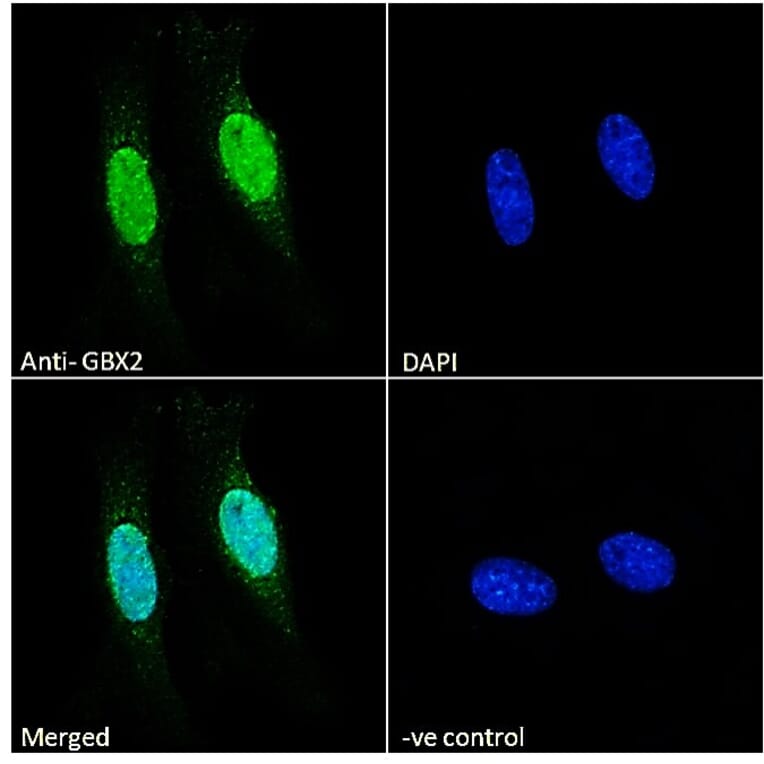 Immunofluorescence - Anti-Gbx2 Antibody (A84236) - Antibodies.com