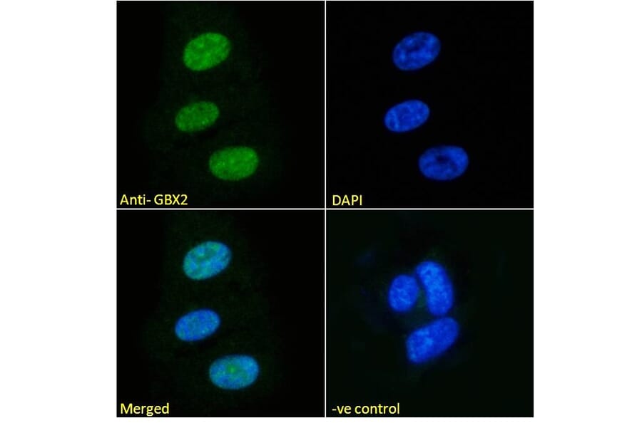 Immunofluorescence - Anti-Gbx2 Antibody (A84236) - Antibodies.com