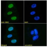 Immunofluorescence - Anti-Gbx2 Antibody (A84236) - Antibodies.com