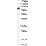 Western Blot - Anti-5 Lipoxygenase/5-LO Antibody (A84239) - Antibodies.com