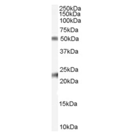 Western Blot - Anti-Fibulin 5 Antibody (A84240) - Antibodies.com