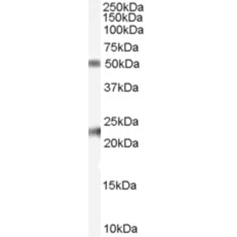 Western Blot - Anti-Fibulin 5 Antibody (A84240) - Antibodies.com