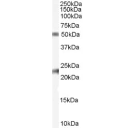 Western Blot - Anti-FBLN5 Antibody (A84240) - Antibodies.com