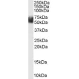 Western Blot - Anti-FBXL3 Antibody (A84241) - Antibodies.com